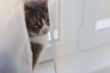Haustiere und Gardinen – Die richtige Kombination für Katzen- und Vogelbesitzer