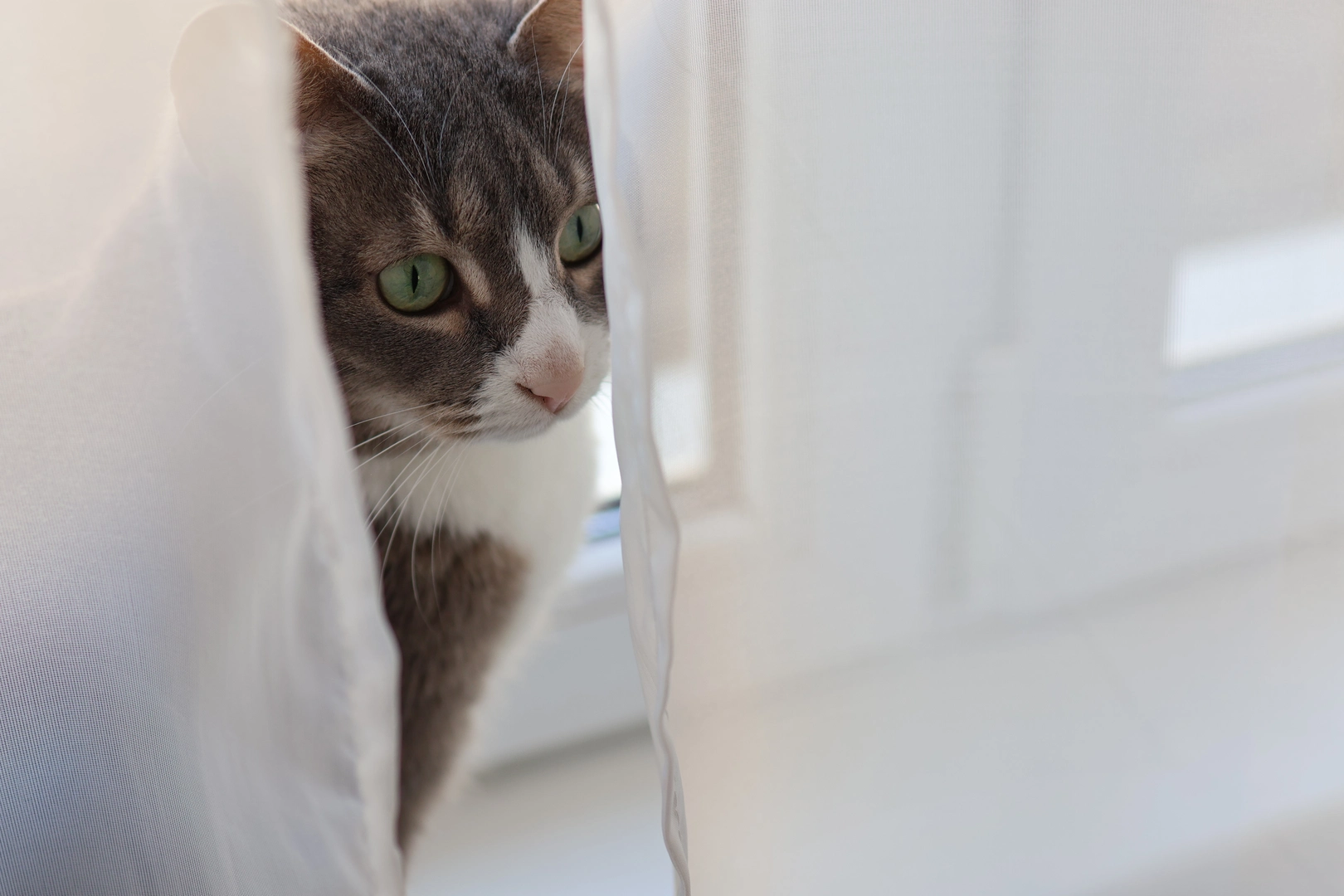 Haustiere und Gardinen – Die richtige Kombination für Katzen- und Vogelbesitzer