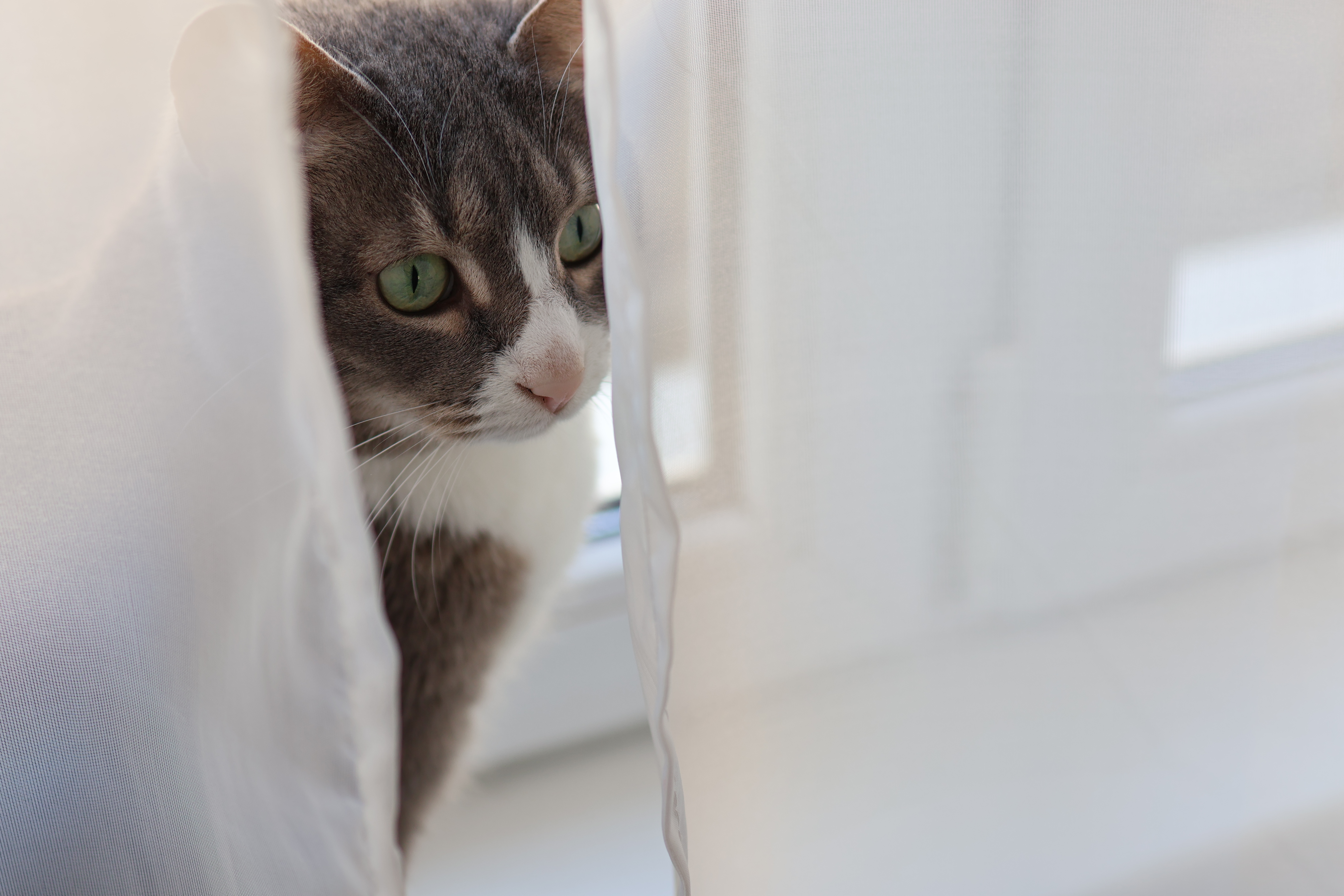 Haustiere und Gardinen – Die richtige Kombination für Katzen- und Vogelbesitzer